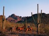 Ausritt in der Wüste Arizonas. <br>© Arizona Tourism
